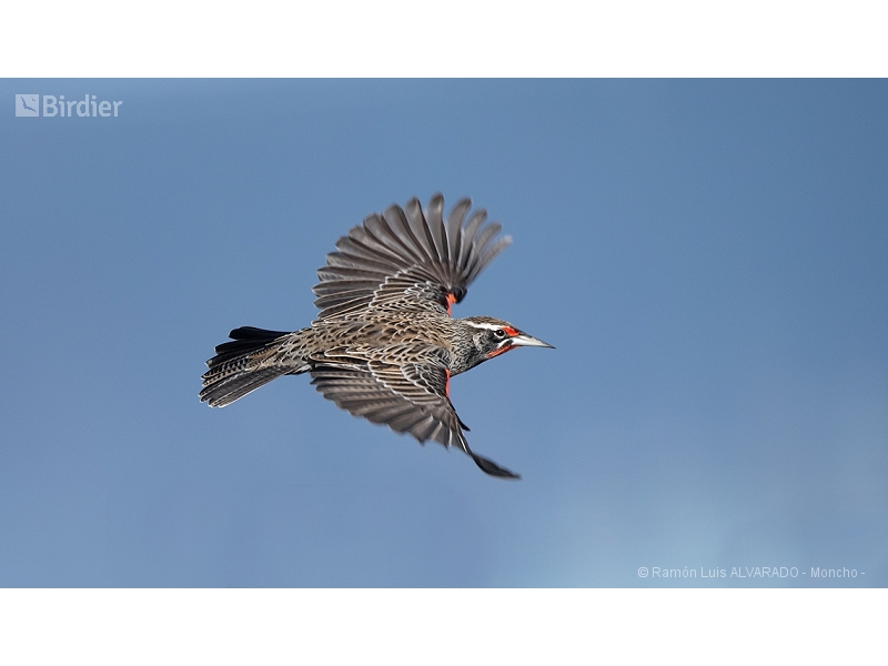Long-tailed Meadowlark
