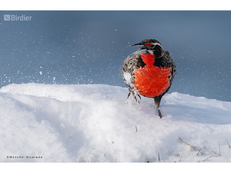 Long-tailed Meadowlark