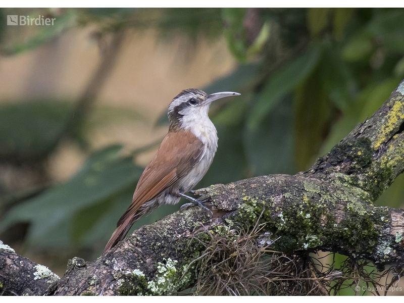 Narrow-billed Woodcreeper