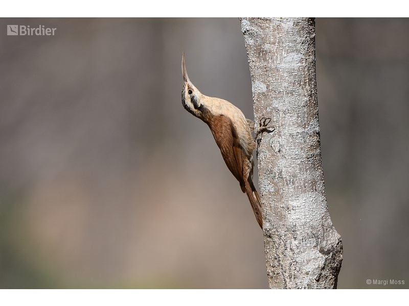 Narrow-billed Woodcreeper