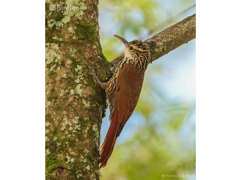 Scalloped Woodcreeper