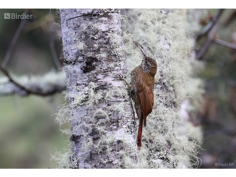 Montane Woodcreeper