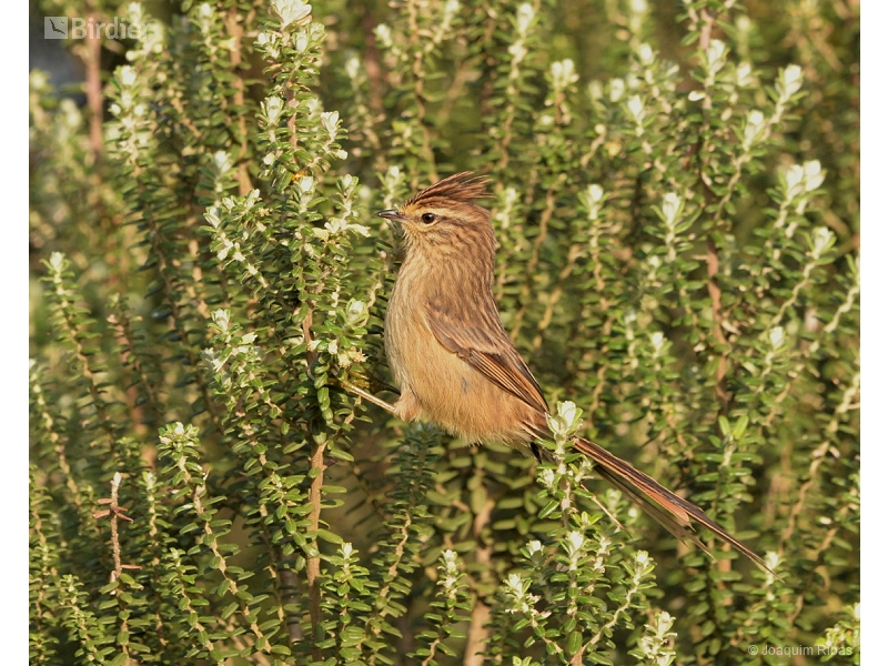 Striolated Tit-Spinetail