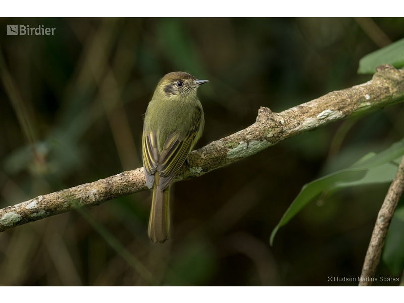 Sepia-capped Flycatcher