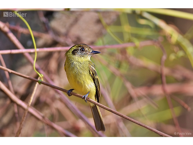 Sepia-capped Flycatcher