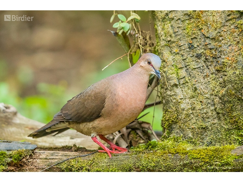 Grey-fronted Dove
