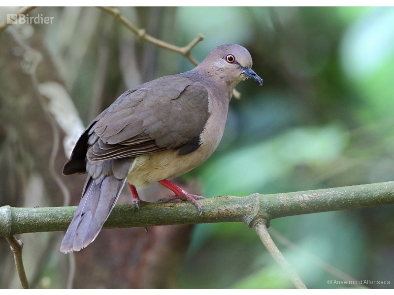 White-tipped Dove