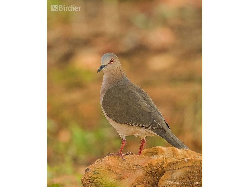 White-tipped Dove