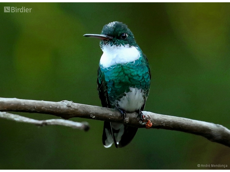 White-throated Hummingbird