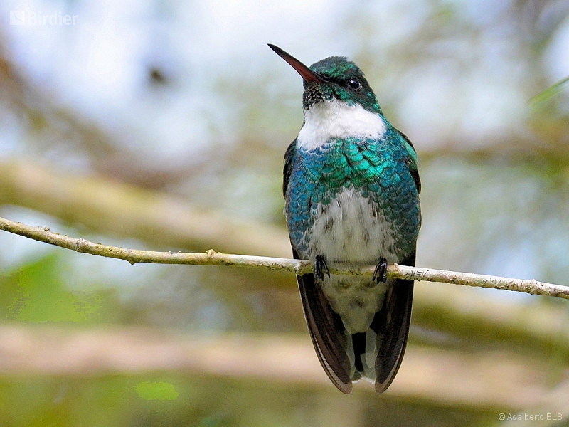 White-throated Hummingbird