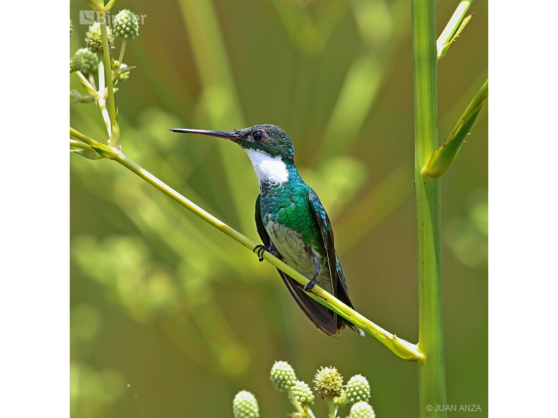 White-throated Hummingbird