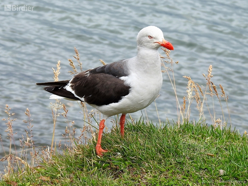 Dolphin Gull