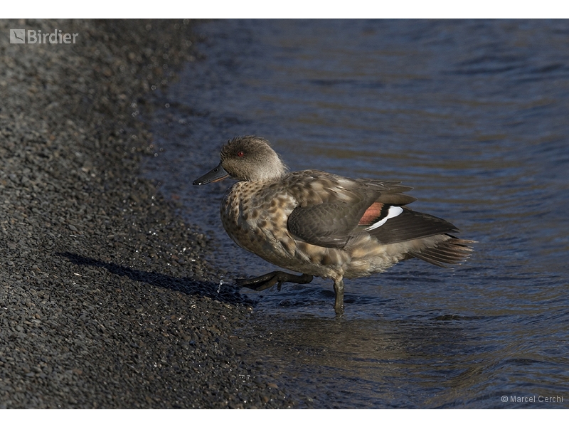 Crested Duck