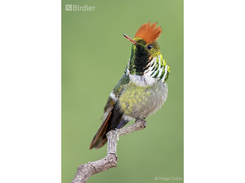 Frilled Coquette
