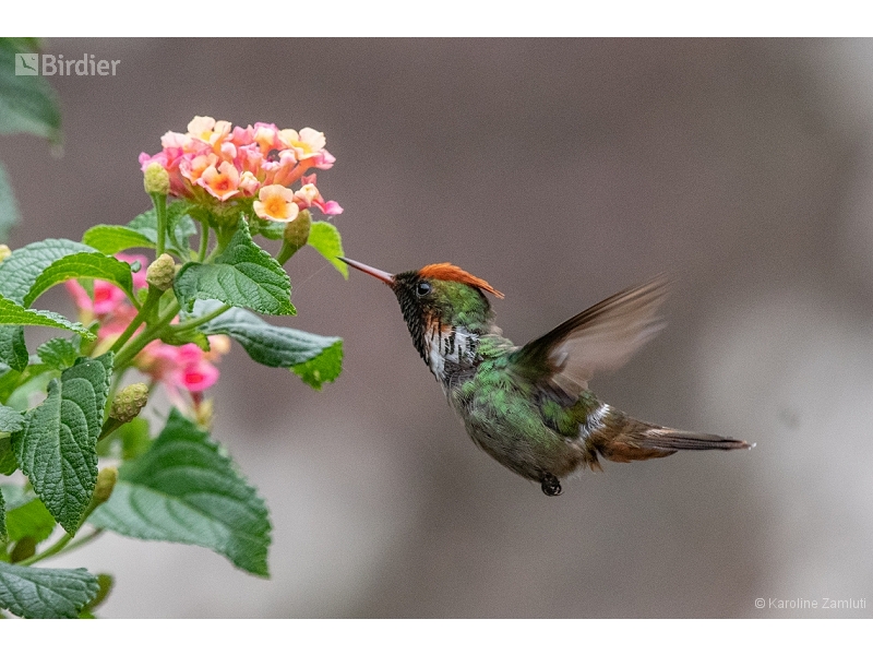 Frilled Coquette
