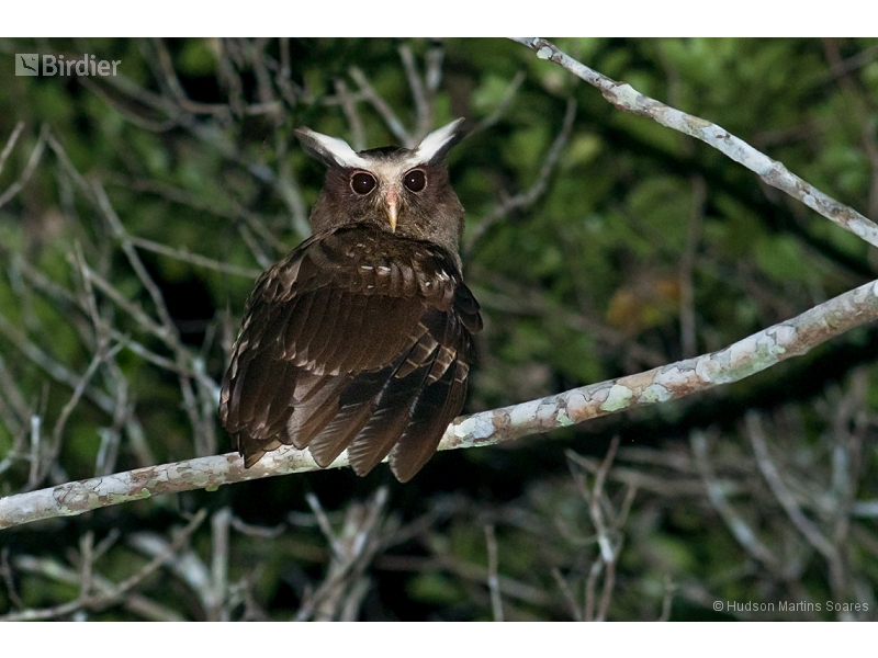 Crested Owl