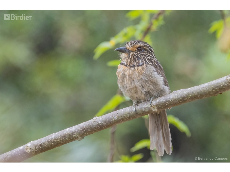 Crescent-chested Puffbird
