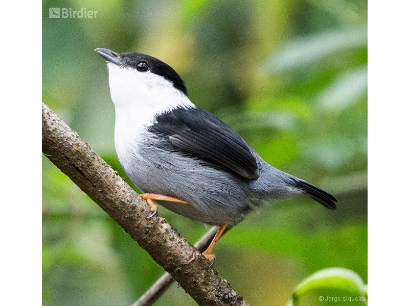 White-bearded Manakin