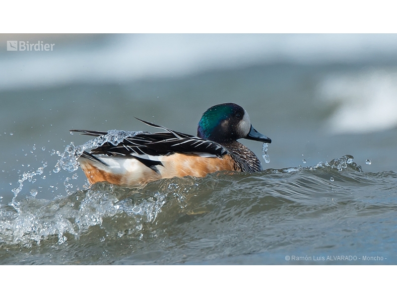 Chiloe Wigeon