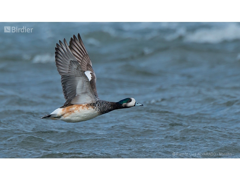 Chiloe Wigeon
