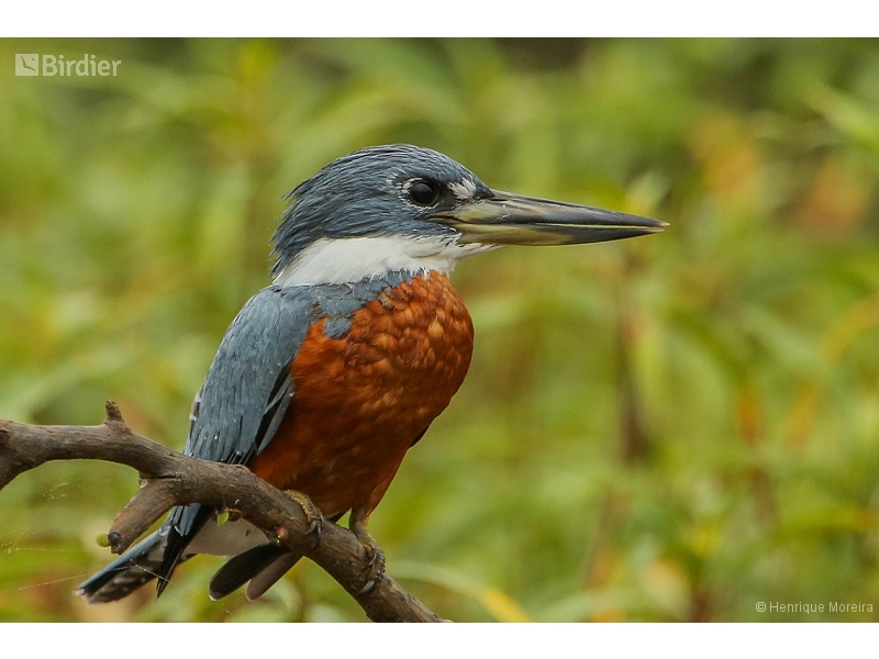 Ringed Kingfisher