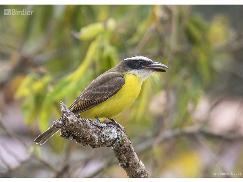Boat-billed Flycatcher
