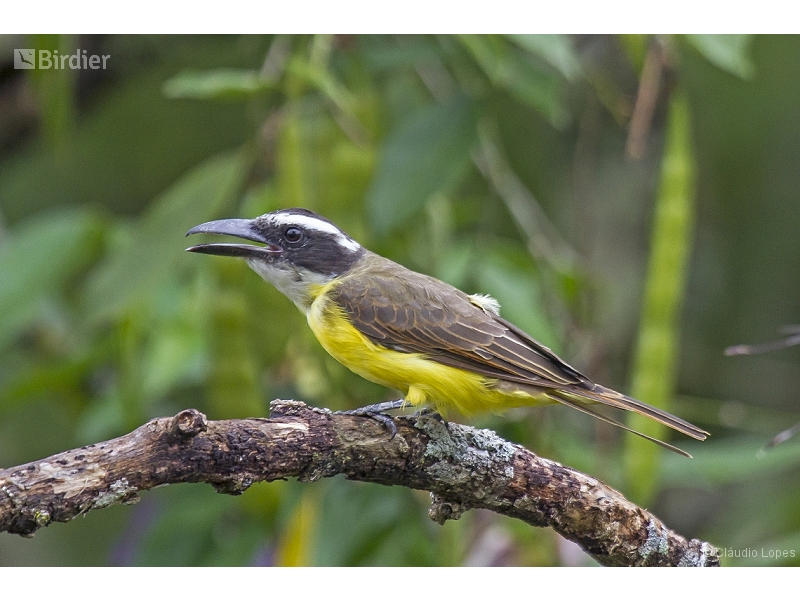 Boat-billed Flycatcher