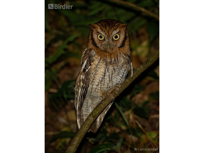 Tropical Screech Owl