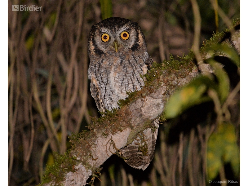 Tropical Screech Owl