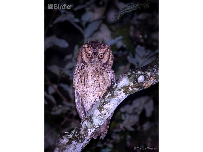 Long-tufted Screech Owl