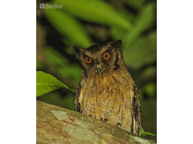 Variable Screech-Owl