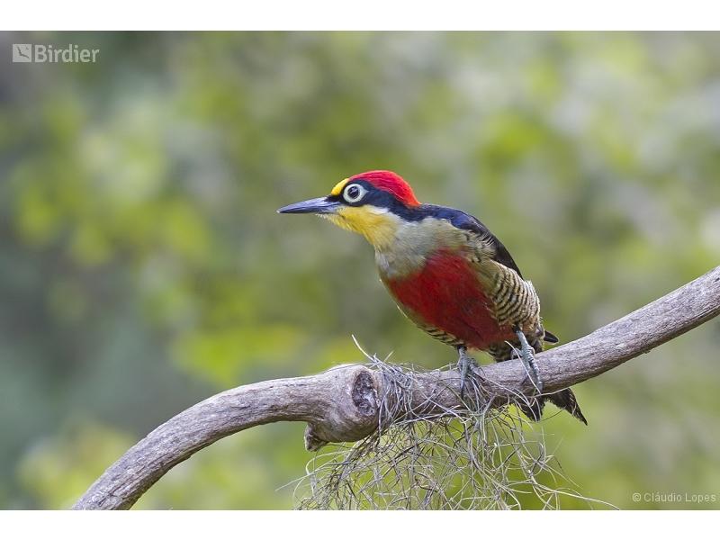 Yellow-fronted Woodpecker
