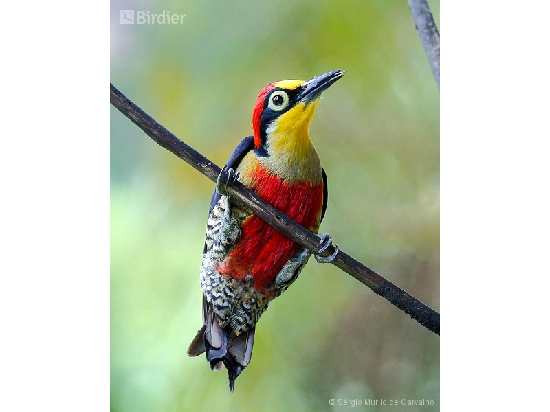 Yellow-fronted Woodpecker