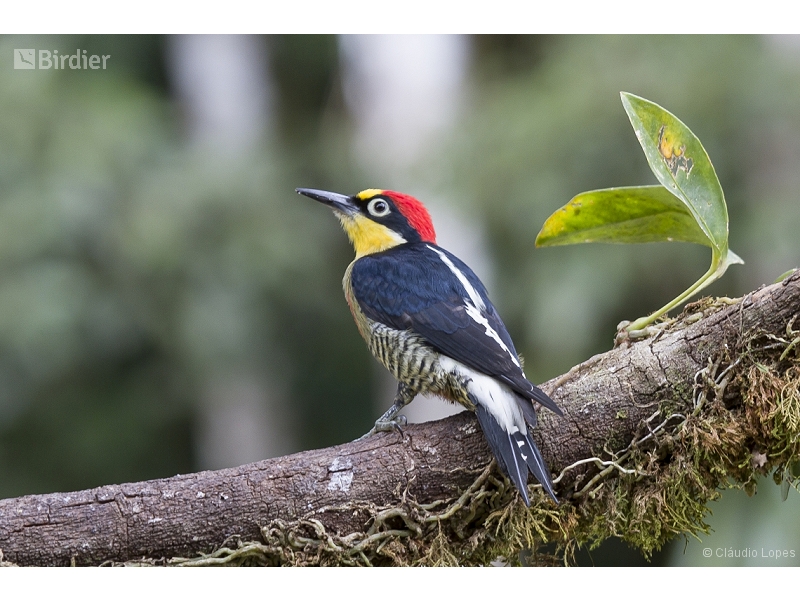 Yellow-fronted Woodpecker