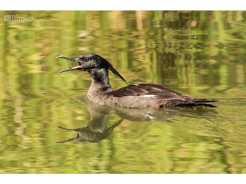 Brazilian Merganser