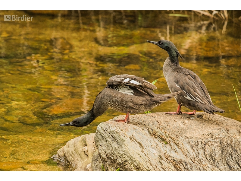 Brazilian Merganser