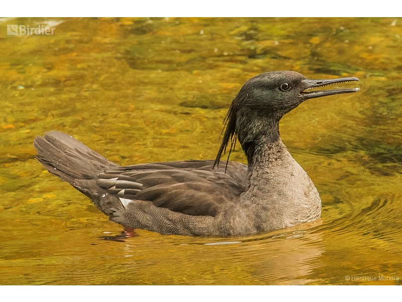 Brazilian Merganser