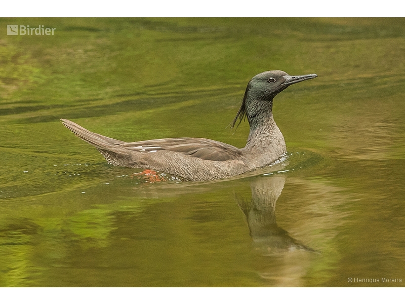 Brazilian Merganser