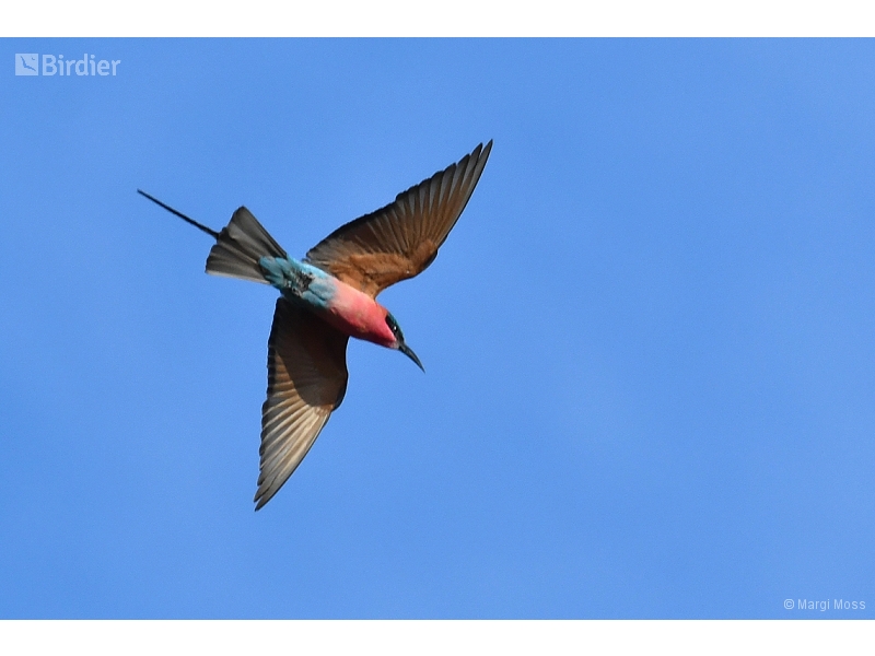 Southern Carmine Bee-eater