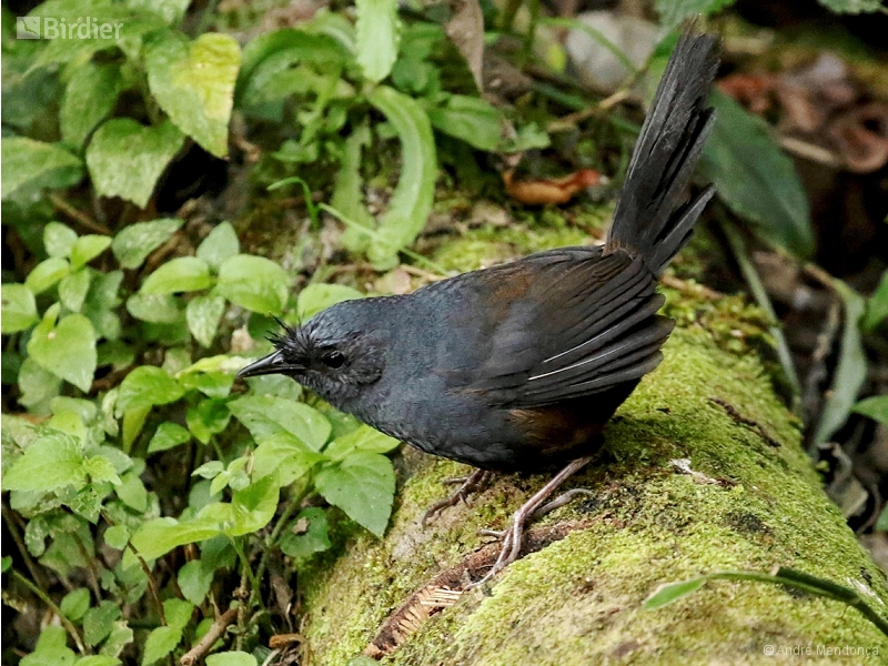 Slaty Bristlefront