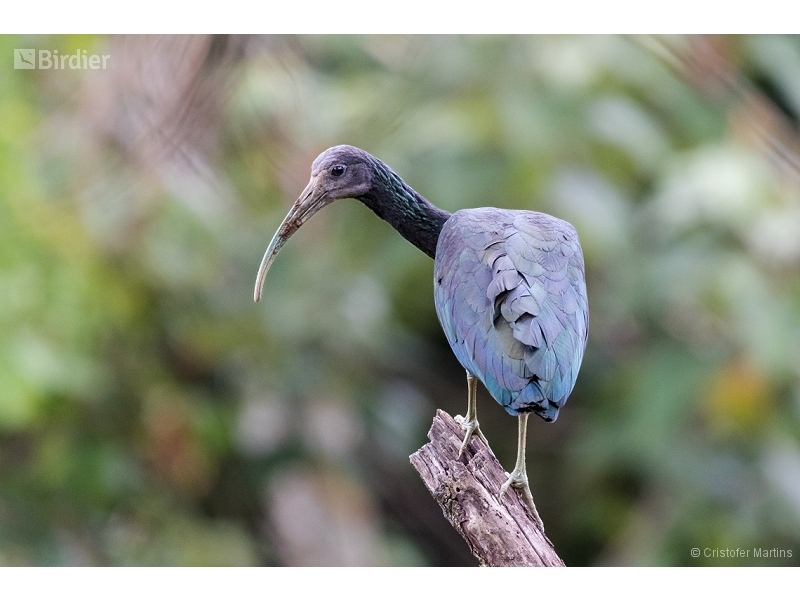 Green Ibis