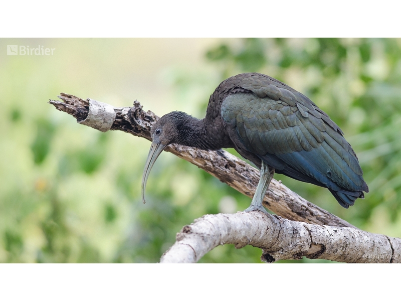 Green Ibis