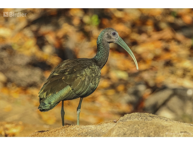Green Ibis