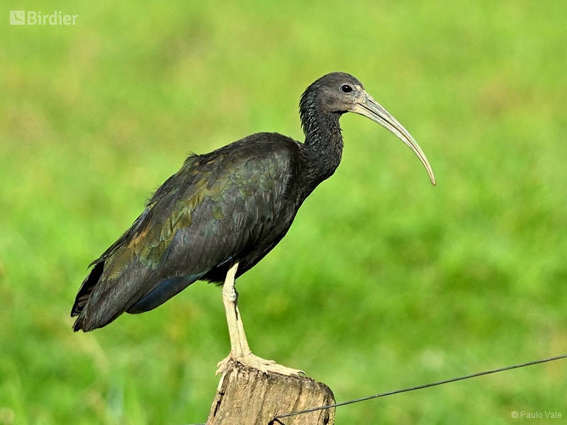 Green Ibis
