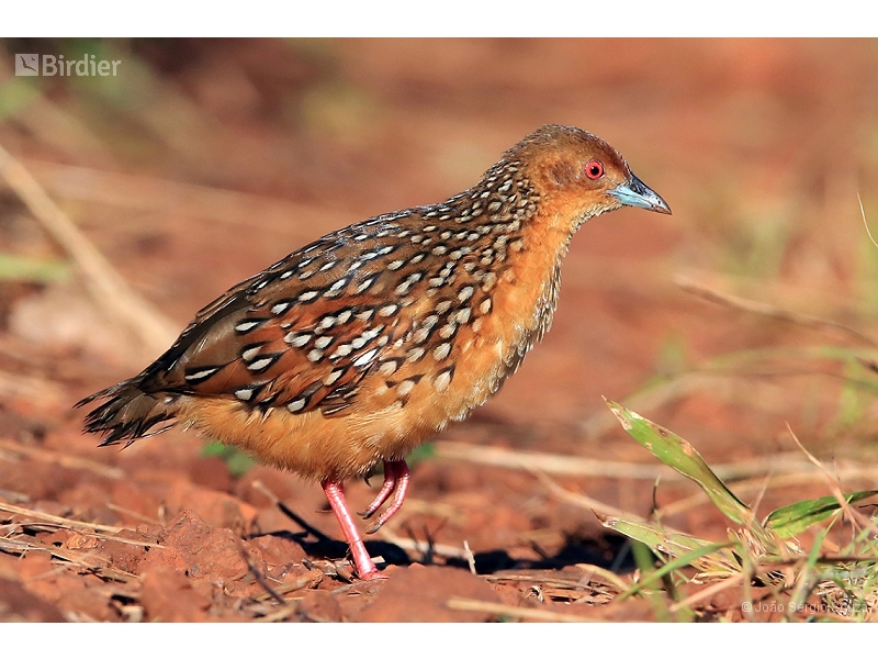 Ocellated Crake