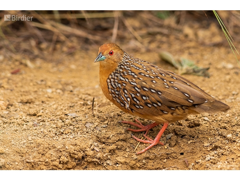 Ocellated Crake