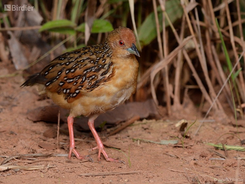 Ocellated Crake