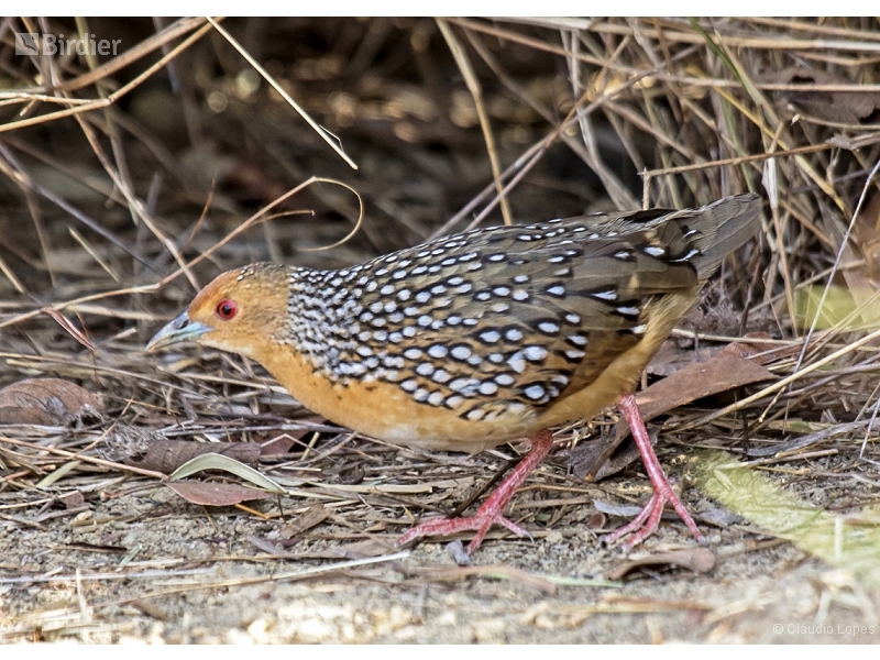 Ocellated Crake
