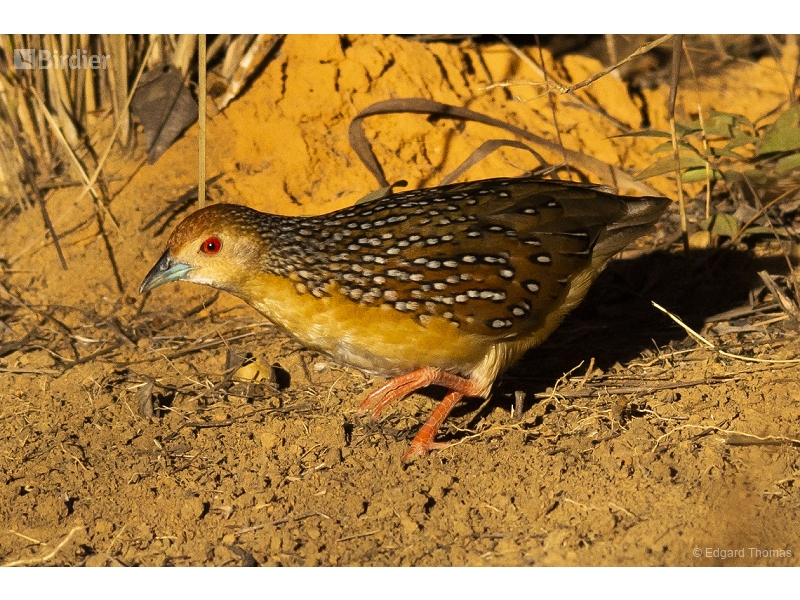 Ocellated Crake