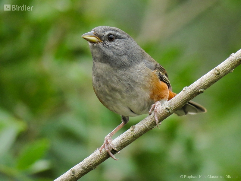 Grey-throated Warbling Finch